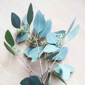 Essential Oils Spotlight: The Benefits of Eucalyptus in Your Cleaning Routine