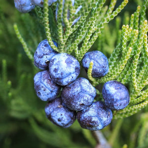 Essential Oils Spotlight: The Invigorating Scent of Juniper in Your Cleaning Routine