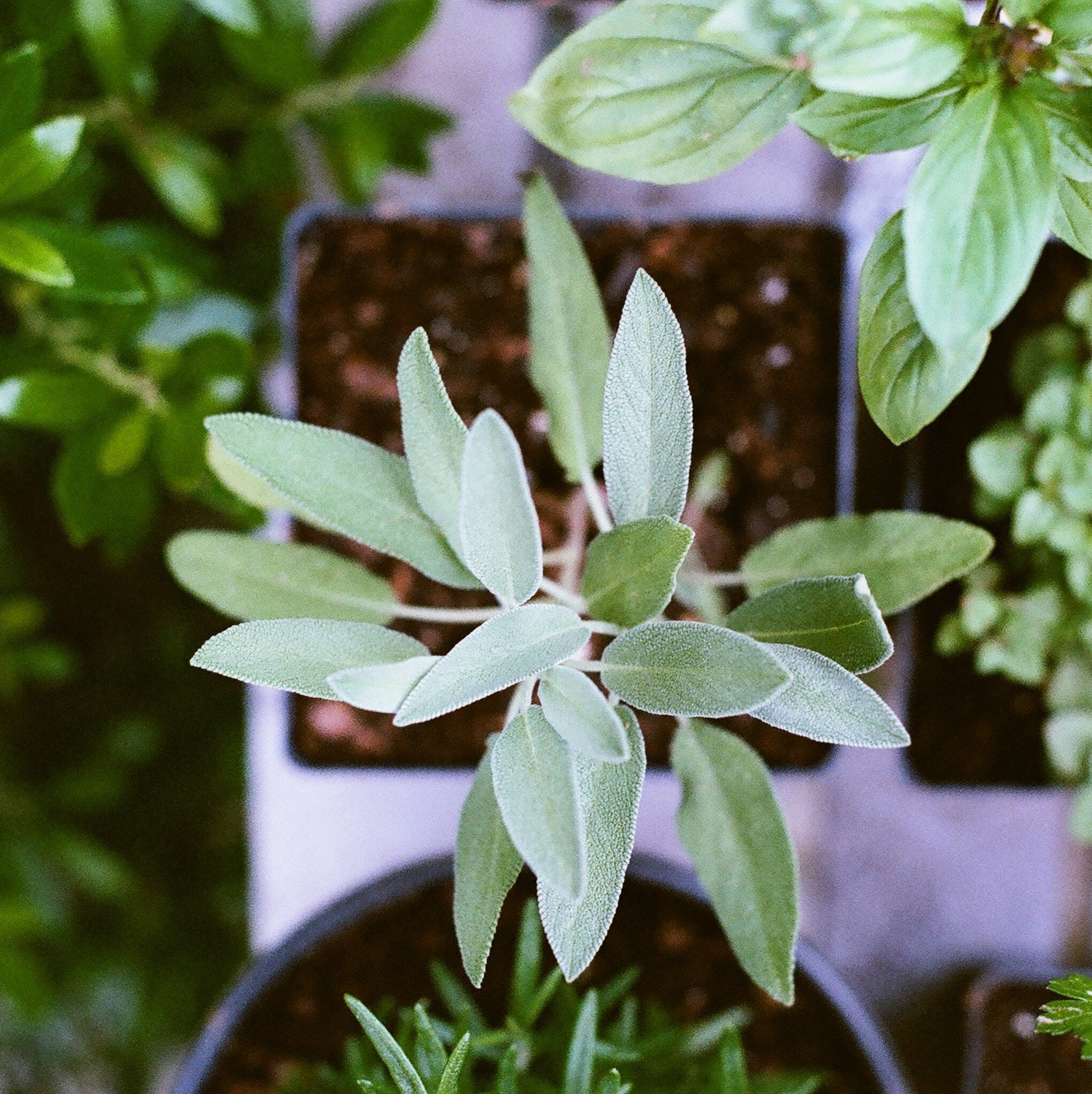 Herbal Housekeeping: Harnessing the Power of Mint, Sage, Basil, and Rosemary for Cleaning